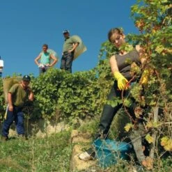 Oogstschaar Felco 300 - Bloemen En Vruchten -ESSCHERT DESIGN Winkel oogstschaar felco 300 bloemen en vruchten 1517236835 2 600